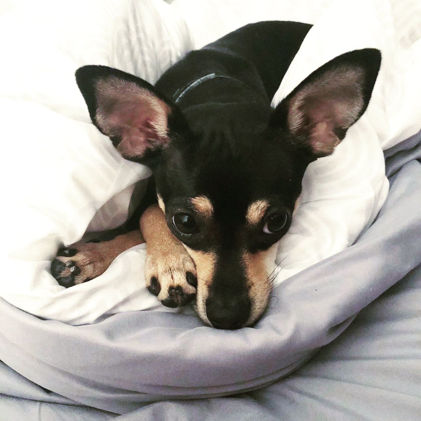 Toby